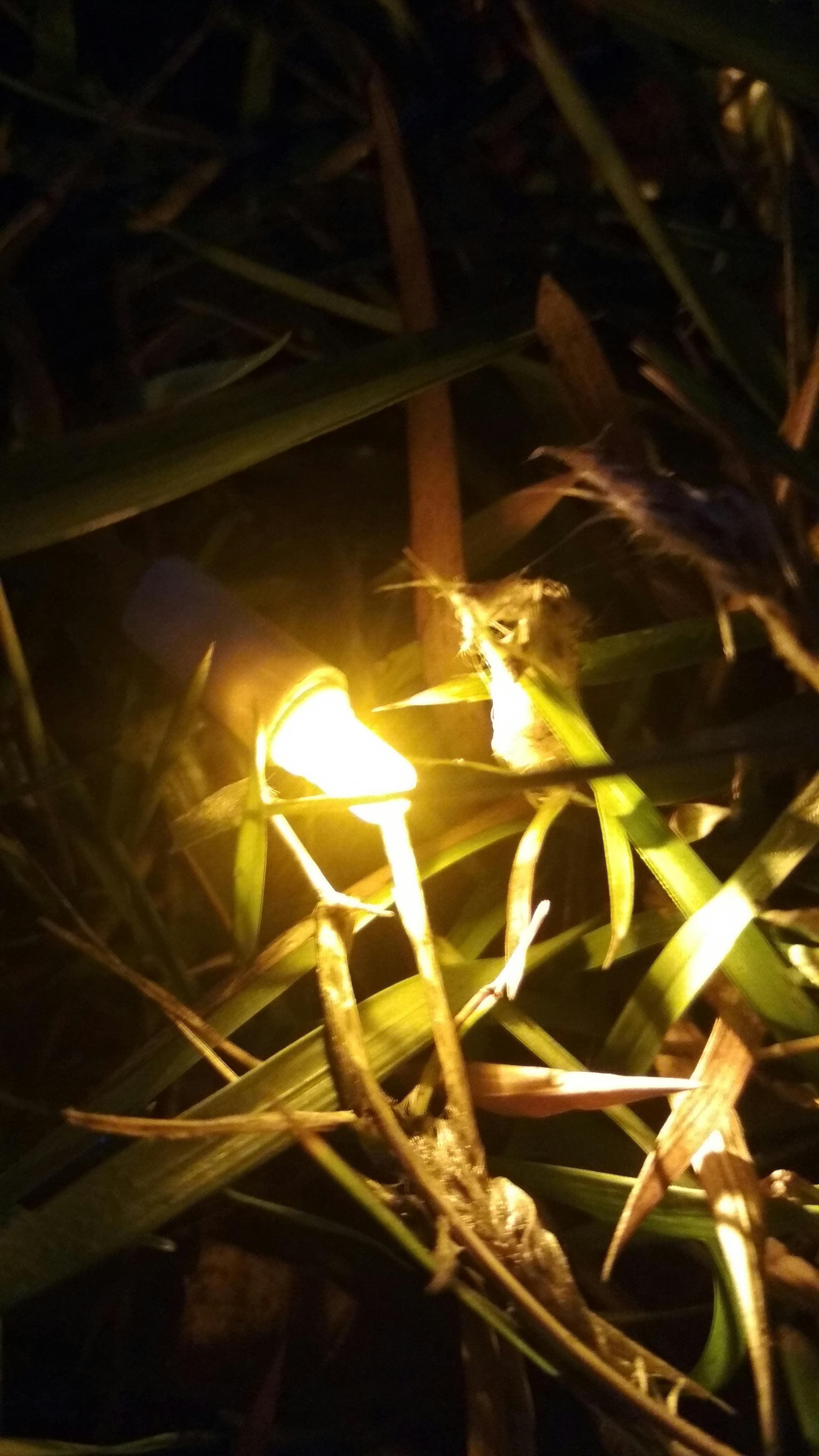 Bàn tay nâng cây giống xanh khỏe trong khu vườn ươm